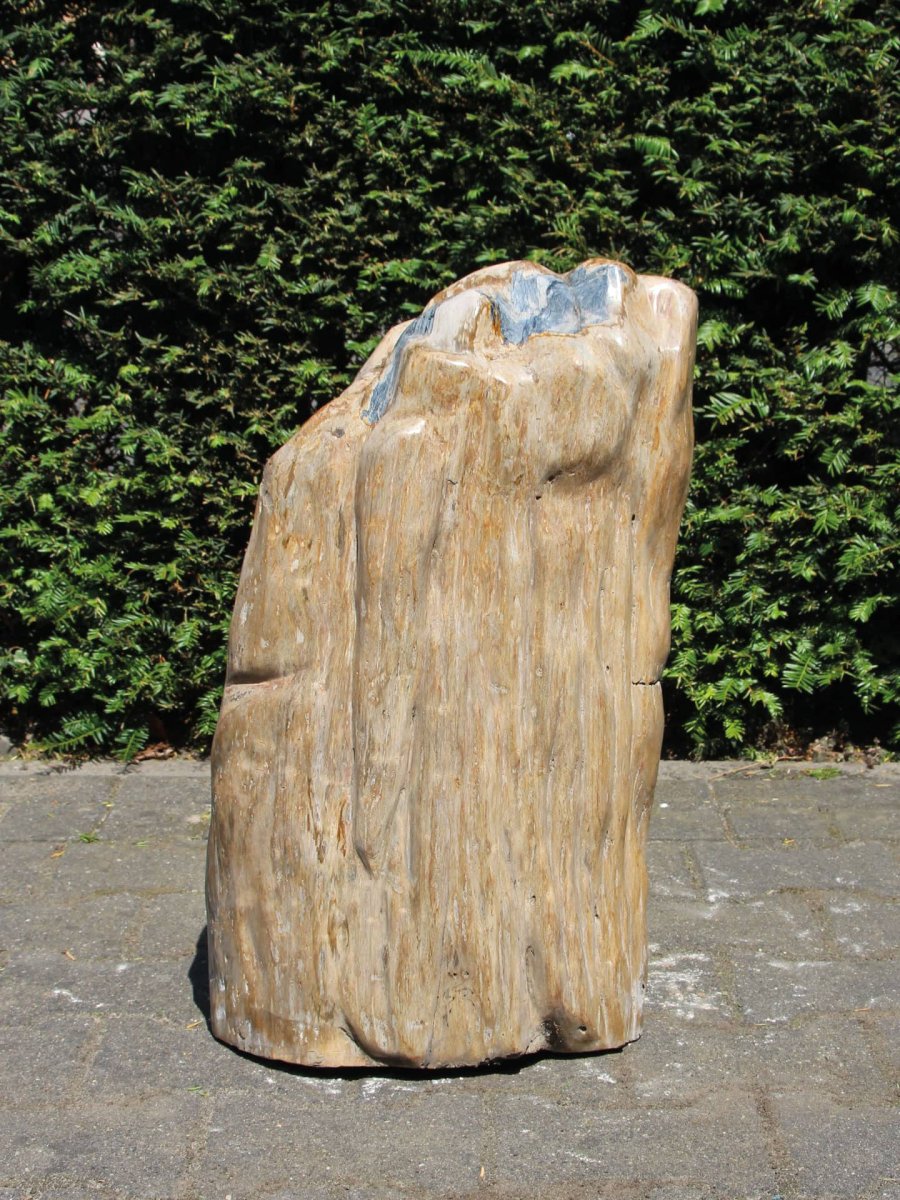 Versteinertes Holz – Versteinertes Holz – 58x36x19 cm