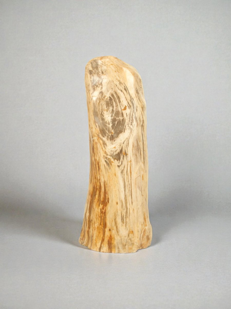 Versteend hout – Versteend hout – 90x35x30 cm