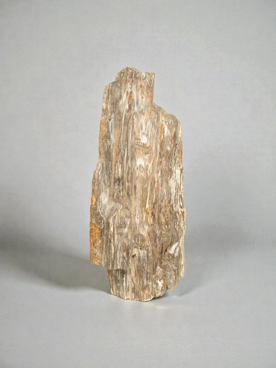 Versteinertes Holz – Versteinertes Holz – 90x40x20 cm